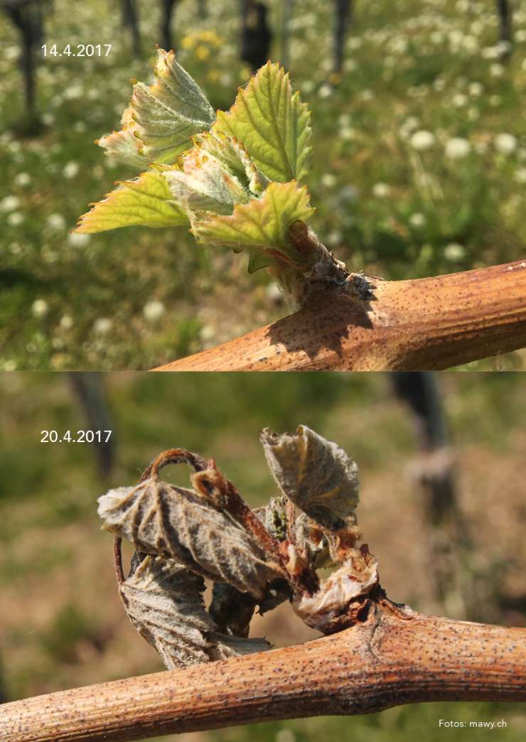 Preisanpassung aufgrund des Frostschadens