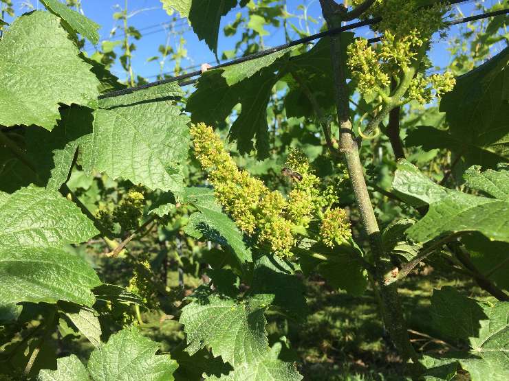 Pünktlich zur Rebblüte scheint die Sonne